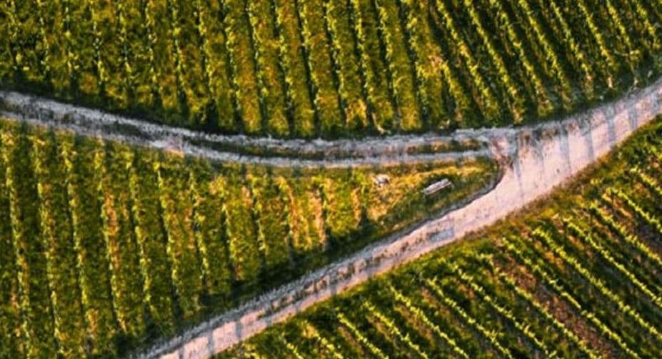 OIV aponta recordes históricos do Brasil em consumo e produção de vinho em 2025
